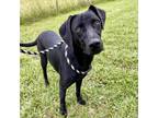Adopt Teela a Black Labrador Retriever / Mixed dog in Corpus Christi
