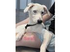 Adopt SARAH a White Catahoula Leopard Dog / Labrador Retriever / Mixed dog in