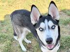 Adopt Gavino a Gray/Blue/Silver/Salt & Pepper Mixed Breed (Large) / Mixed dog in