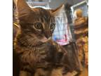 Adopt Eve a Brown or Chocolate Domestic Mediumhair / Mixed cat in Easton