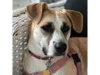 Adopt Daisy a Yellow Labrador Retriever