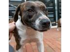 Adopt Oakie a Pit Bull Terrier