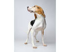 Adopt Lilly a White Treeing Walker Coonhound / Mixed dog in Wausau