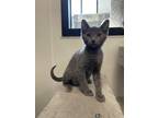 Adopt Miracle Max a Gray or Blue Domestic Shorthair / Domestic Shorthair / Mixed
