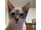 Adopt Tom C a Gray or Blue Siamese / Mixed cat in Helotes, TX (38662316)