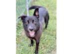 Adopt Coco a Black Labrador Retriever / Mixed dog in Anderson, IN (38726846)