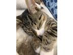 Adopt Horst a Domestic Shorthair (short coat) cat in Fort Walton Beach