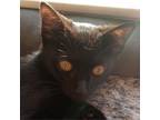 Adopt Spitfire a All Black Domestic Shorthair / Mixed cat in SANTA ROSA BEACH