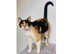 Adopt Kathy a Orange or Red Domestic Shorthair / Domestic Shorthair / Mixed cat
