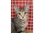 Adopt Kitten: Utah *Featured at Petco in Columbia, MD* a Spotted Tabby/Leopard
