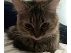 Adopt Linda a Tan or Fawn Tabby Tabby / Mixed (long coat) cat in Lansing