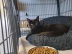 Adopt Victoria a All Black Domestic Shorthair / Domestic Shorthair / Mixed cat