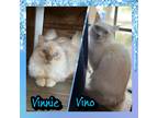 Adopt Vino and Vineyard (bonded) a Gray or Blue (Mostly) Ragdoll (long coat) cat