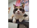 Adopt Lucy a White Domestic Shorthair / Domestic Shorthair / Mixed cat in New