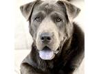 Adopt Bam a Gray/Blue/Silver/Salt & Pepper Chow Chow / Great Dane / Mixed dog in