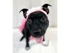 Adopt Stacy a Black American Staffordshire Terrier / Mixed dog in Picayune