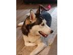 Adopt Grey Wolf a Black - with White Husky / Husky / Mixed dog in Sylacauga