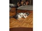 Adopt The Cow a White (Mostly) Domestic Shorthair / Mixed (short coat) cat in