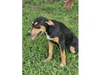 Adopt Zowie a Black - with Tan, Yellow or Fawn Hound (Unknown Type) / Feist /