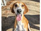 Adopt Laurel a Brown/Chocolate Hound (Unknown Type) / Mixed dog in Virginia