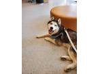 Adopt Nanook a Black - with White Siberian Husky / Mixed dog in Oceanside