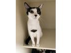 Adopt Sultana a White Domestic Shorthair / Domestic Shorthair / Mixed cat in