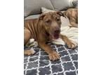 Adopt Anabelle a Tan/Yellow/Fawn Pit Bull Terrier / Mixed dog in Oceanside
