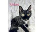 Adopt Yahtzee a Black & White or Tuxedo Domestic Shorthair (short coat) cat in