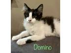Adopt Domino a Black & White or Tuxedo Domestic Longhair (long coat) cat in New