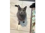 Adopt Thackery a Gray or Blue Domestic Shorthair (short coat) cat in Marinette