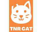 Adopt 53934576 a Gray or Blue Domestic Mediumhair / Mixed cat in El Paso