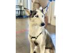 Adopt Luna Renee a White - with Black Siberian Husky / Mixed dog in Phoenix