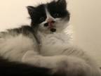 Adopt Diva a Black & White or Tuxedo Domestic Longhair / Mixed (long coat) cat