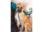 Adopt Cristina a Tan/Yellow/Fawn German Shepherd Dog / Mixed dog in Frazier
