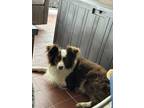 Adopt Leo a Brown/Chocolate - with White Australian Shepherd / Mixed dog in