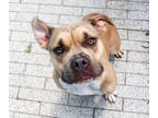 Adopt Blair (Underdog in Foster) a Tan/Yellow/Fawn American Pit Bull Terrier /