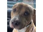 Adopt Madoryi a Tan/Yellow/Fawn - with White American Pit Bull Terrier / Mixed