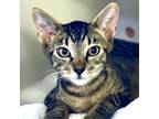 Adopt Flambeau a All Black Domestic Shorthair / Domestic Shorthair / Mixed cat