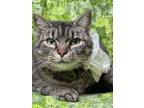 Adopt Gypsy Lady a Domestic Shorthair (short coat) cat in Wheaton, IL (38899108)