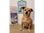 Adopt Doug a Brown/Chocolate Mixed Breed (Small) / Mixed dog in Los Angeles