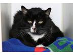 Adopt Loni a All Black Domestic Shorthair / Domestic Shorthair / Mixed cat in