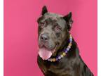 Adopt Bella a Gray/Blue/Silver/Salt & Pepper Cane Corso / Mixed dog in