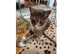Adopt Phoenix a Gray, Blue or Silver Tabby Domestic Shorthair / Mixed (short