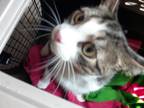 Adopt Tabby a Gray, Blue or Silver Tabby Domestic Shorthair / Mixed (short coat)