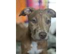 Adopt Sprinkles a Tan/Yellow/Fawn - with White Pit Bull Terrier / Mixed dog in