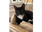 Adopt Shivonne a Spotted Tabby/Leopard Spotted Domestic Shorthair / Mixed cat in