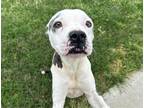 Adopt BLANCHE a American Staffordshire Terrier, Mixed Breed