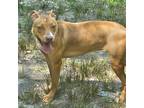 Adopt Goldie a Tan/Yellow/Fawn Pit Bull Terrier / Mixed dog in Waldorf