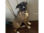 Adopt Yesenia a Tan/Yellow/Fawn Akita / German Shepherd Dog / Mixed dog in