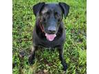 Adopt Simba a Black Labrador Retriever / Mixed dog in Jupiter, FL (38895555)